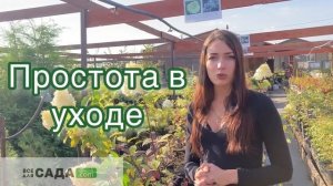 Гортензия Дентель де Горрон характеристика и описани?