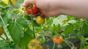 Томат Орегон спрингс. Ранний и вкусный, но жадный на се