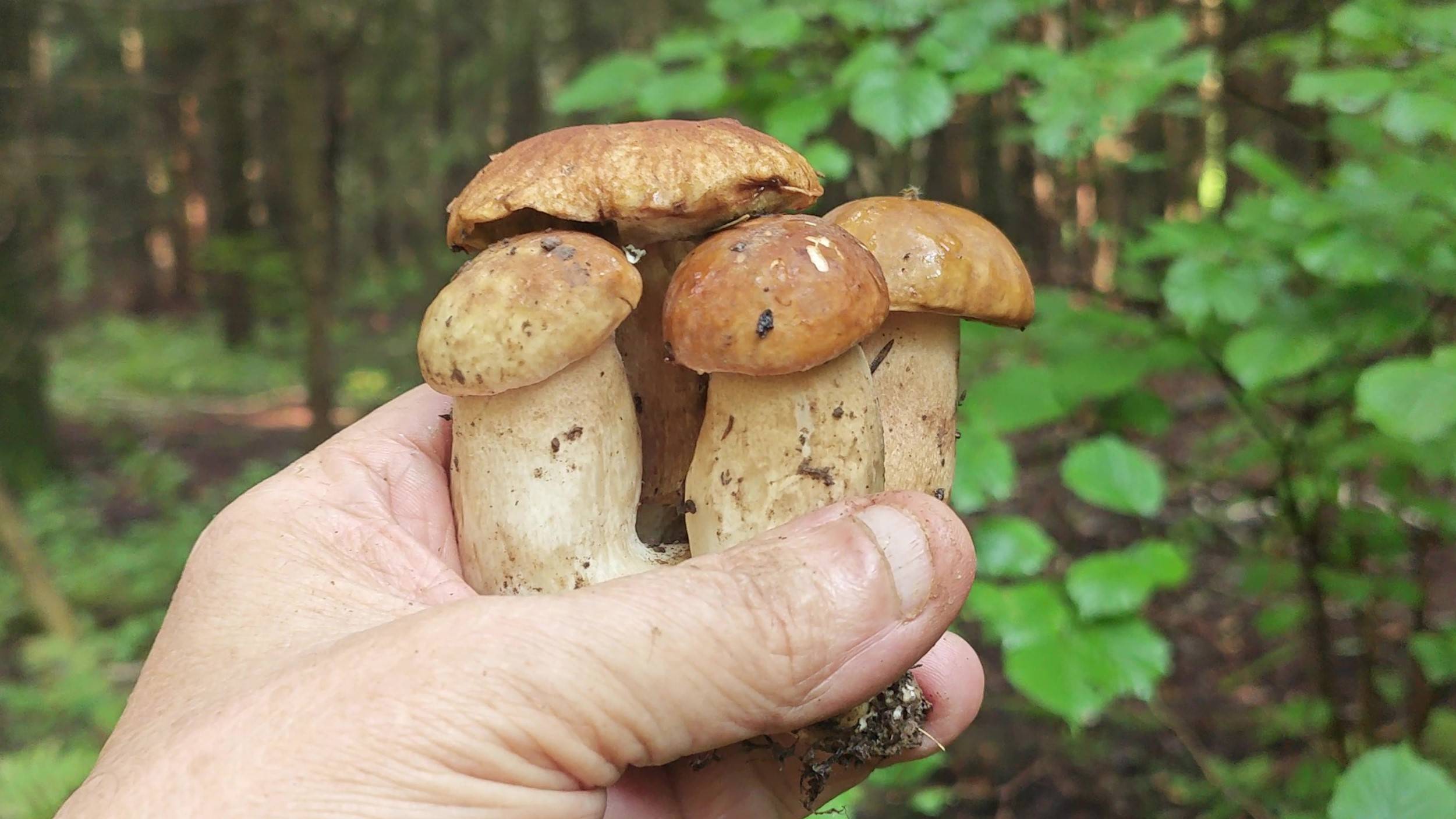 Лес после шторма белых