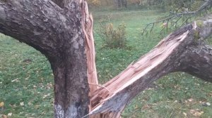 Как спасти дерево от серьезного повреждения ствола