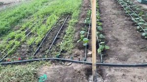 КРАСАВИЦА ГОЛЫШОМ НА ДАЧЕ РВЕТ ТРАВКУ И СОБИРАЕТ УРОЖ?