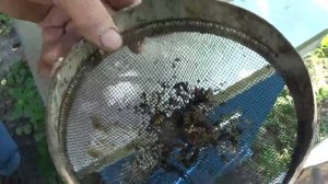 Как Бороться с Осами и Шершнями на Пасеке?