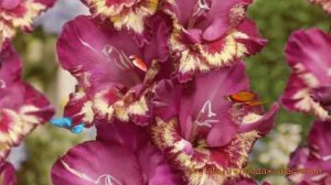 Гладиолус крупноцветковый Колор Клаб (gladiolus) 🌿 обзор: