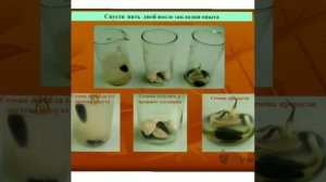 условия прорастания семян.