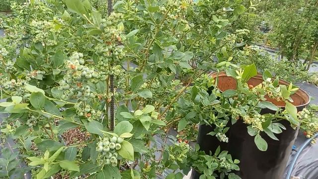 ОБЯЗАТЕЛЬНАЯ обработка по зелёной ягоде, после цвете? смотреть онлайн