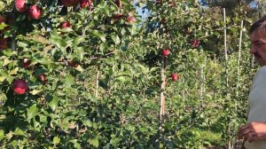 сорт яблони Моди в 2024г.