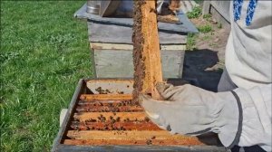 Секреты успешного расширения пчелиной семьи в апреле