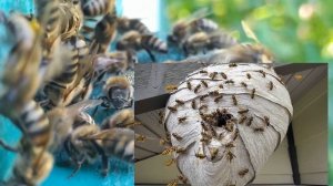 #Пчёлы. Как живут осы. Как рождаются, размножаются, зим?