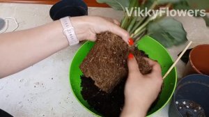Результат в конце. Калатеи+фитиль+минеральный грунт #к