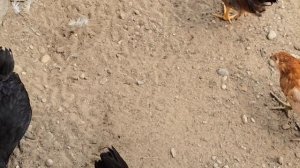 СЕЛЬЧАНКА В АМЕРИКЕ БЕЗ ДЕЛА НЕ СИДИТ.