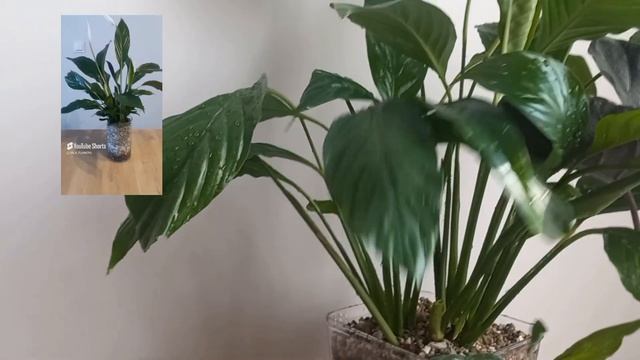 Это НУЖНО ЗНАТЬ | МИНУСЫ фитильного полива.