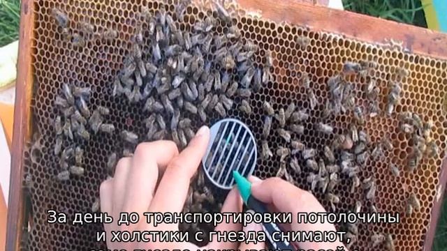 Как ухаживать за пчелами смотреть онлайн