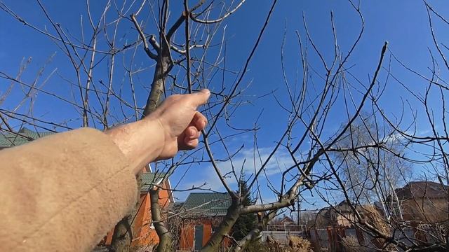 2 яблони 1 обрезка и разный результа смотреть онлайн
