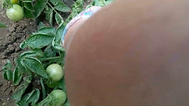 Гусеница-совка грызëт зелёные помидоры🍅.. #огород#пом смотреть онлайн