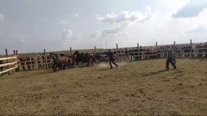 День Степи Улан Эрг .Обучение лошадей .