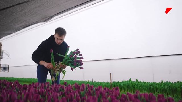 Захотел сказочно разбогатеть и занялся цветами смотреть онлайн