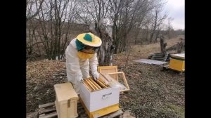 Быстрое развитие пчел весной для получения ранневесе?