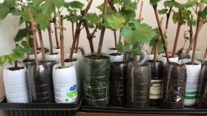 Уход за высаженными черенками винограда