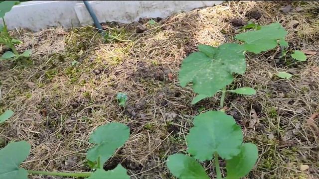 Что посеять в Июле/Какие овощи  можно сеять в июле и по?