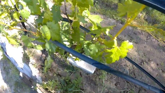 вздутия бугры на листьях винограда актара клещ смотреть онлайн