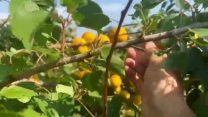 Северный абрикос краснощекий, плодоносит от +40 до -40