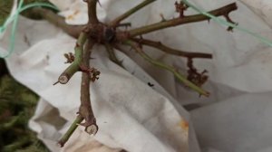 Штамбовая роза после зимы!