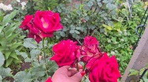 Видео для подписчицы. Роза Лавли Ред 🌹🌹🌹