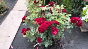 Роза Лаваглут(Кордес,Германия,1978)2годка.Флорибунда