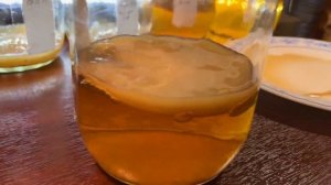 Чайный Гриб с нуля ИТОГ, как вырастить гриб с 0 Часть 2.