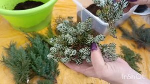 ЧЕРЕНКОВАНИЕ ХВОЙНЫХ В ФЕВРАЛЕ.