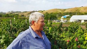 Ремонтантная малина Поклон Казакову в 2023 г. Обзор сорт