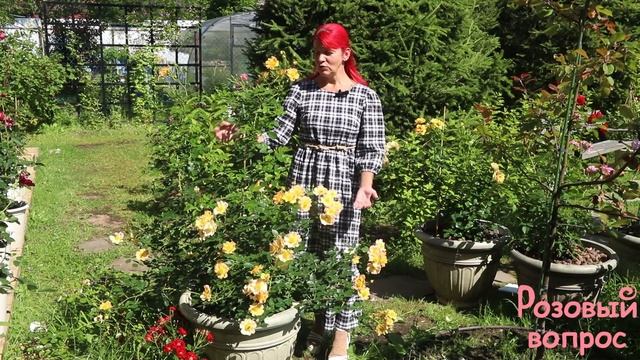 Роза Эйфория Цветение смотреть онлайн