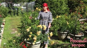 Роза Эйфория  Цветение