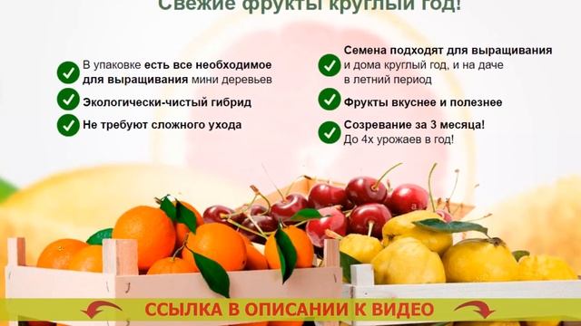 💣 Гибридные мини деревья домашние фрукты купить 🔥 Н?