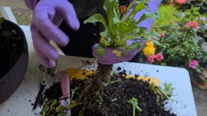 Размножение Маргариток делением куста 🌱 Пошаговый м?