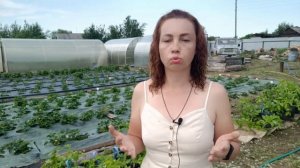Когда клубнику пересаживать на другое место не нужно #