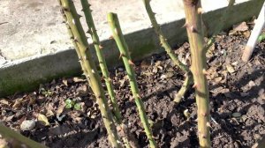 Роза Леонардо да Винчи. Обрезка после зимы г. Киев 29 фе?