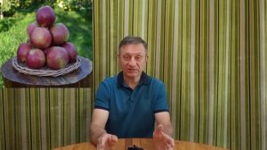 Сорт яблони Коваленковское