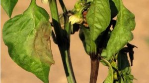 Скручиваются листья у перцев