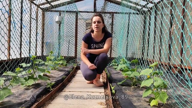 Формирование и выращивание огурцов. смотреть онлайн