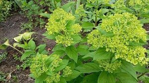 Метельчатая гортензия, летняя пересадка.