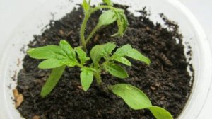 Выращиваем рассаду томатов без пикировки