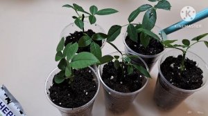 🌹Черенкование роз. Домашняя роза. Роза Кордана.