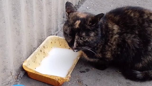 Кошка Даренка.