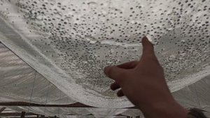 Двойная плёнка в большой теплице,есть ли ЭФФЕКТ??