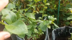 Какой контейнер подобрать для голубики?