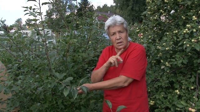 Голова садовая - Что такое пинцировка плодовых растен? смотреть онлайн