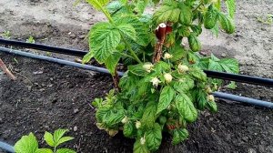 Малина сорта энросадира, амира, пшехиба - обзор.