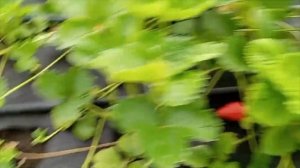 Обзор ранних сортов клубники, Сандра, Брилла, Твист, Ал