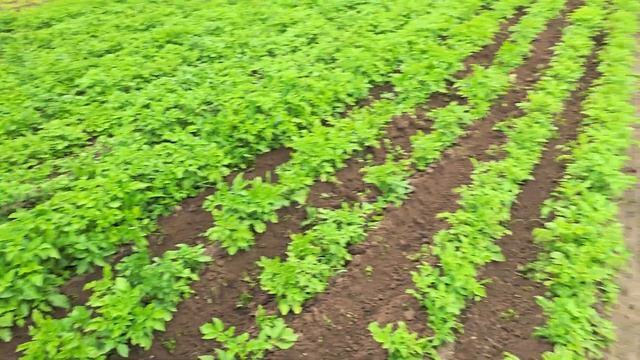 Окучивание картофеля мотоблоком Беларус смотреть онлайн